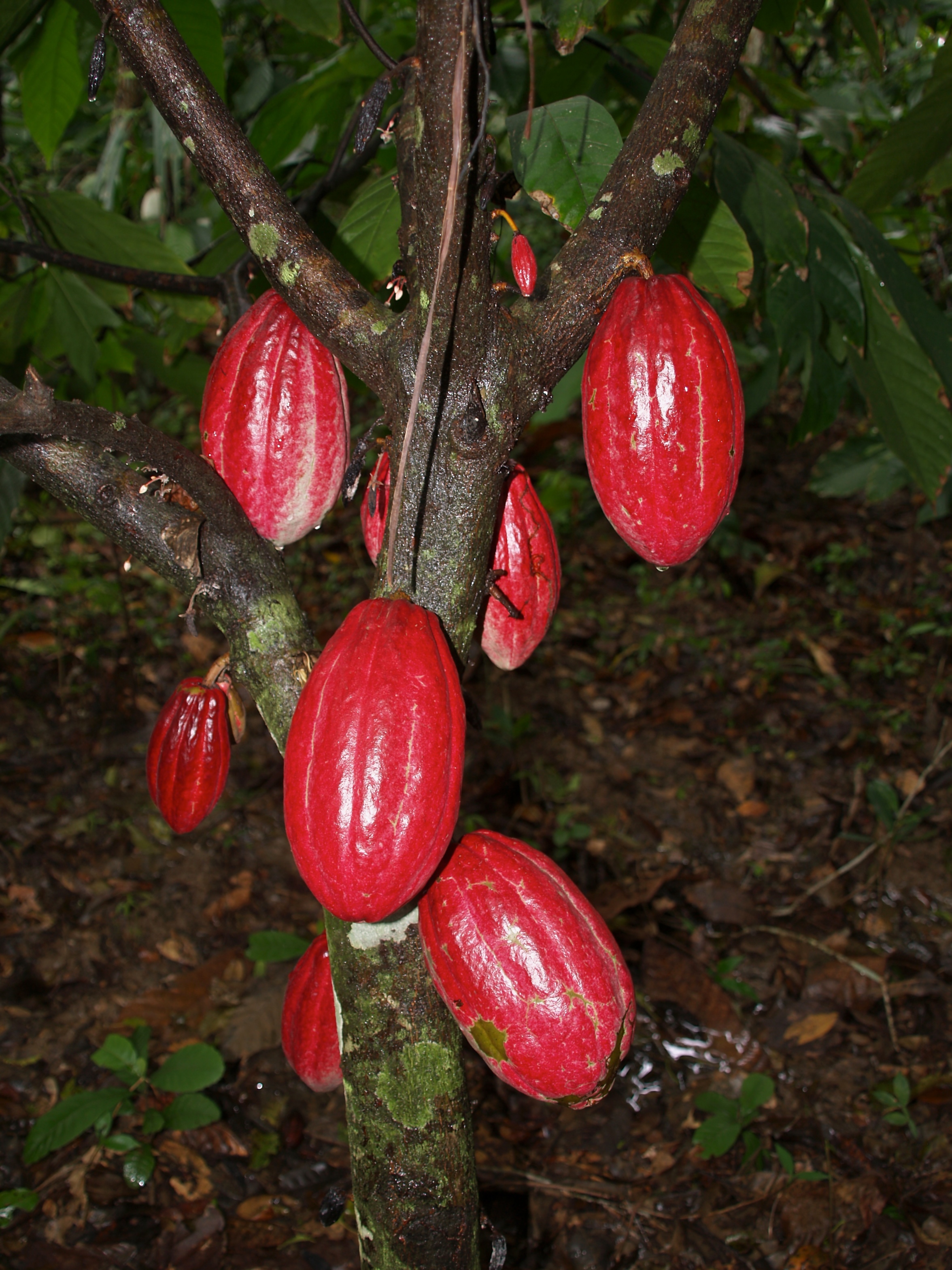 http://febrynugroho.files.wordpress.com/2010/01/theobroma_cacao_red_pods_-_haiti.jpg